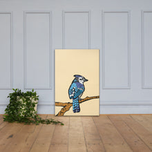 Blue Jay Illustration Canvas Print